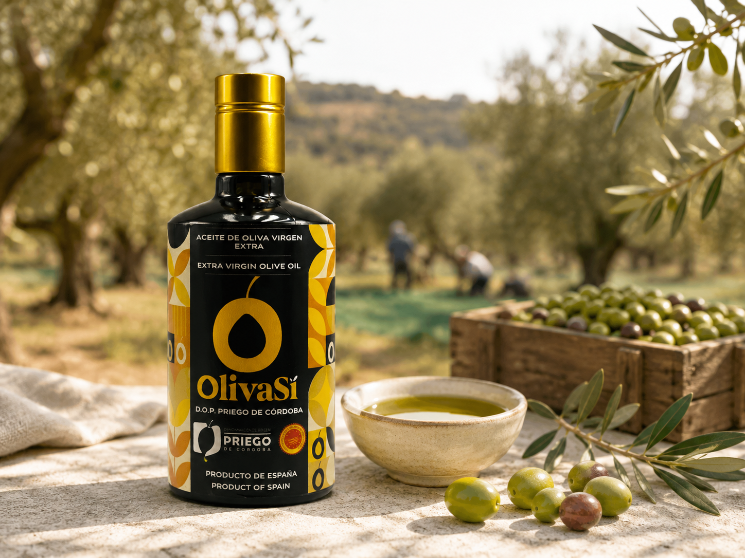 Campaña oleícola: del olivar a una nueva cosecha de AOVE